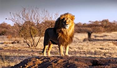 Esplendores da África