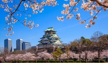 Japão: saída especial Cerejeiras