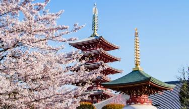 Japão: saída especial Cerejeiras