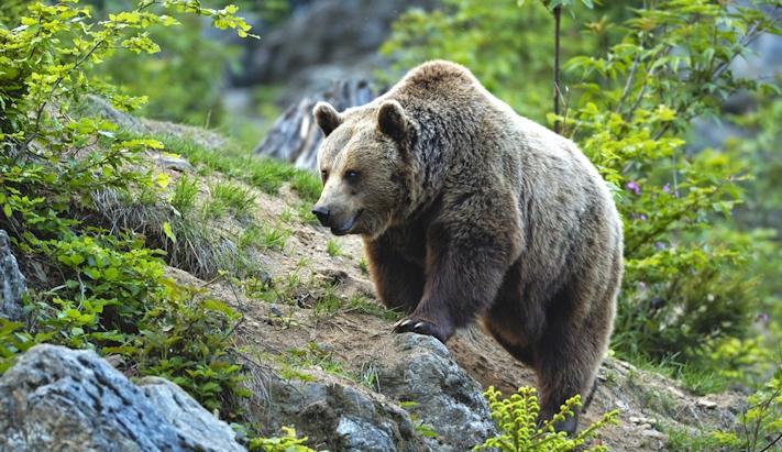 Experiência com Ursos Grizzly no Knight Inlet Lodge